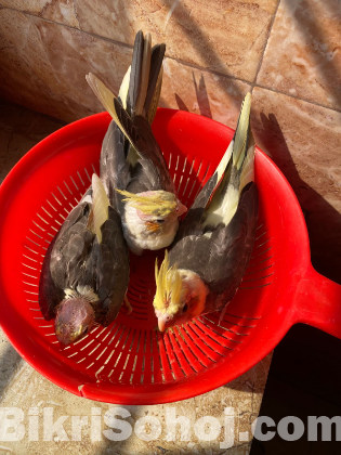 Cockatiel Baby